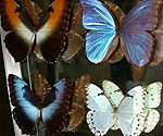 Museum of Nature - More