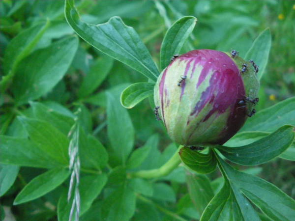 IMGP4412.JPG